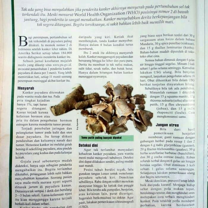 

temu putih atau kunir putih segar 1kg