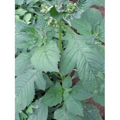 

Promo COD Daun sintrong/sintrong segar 1kg Batik_Madrim