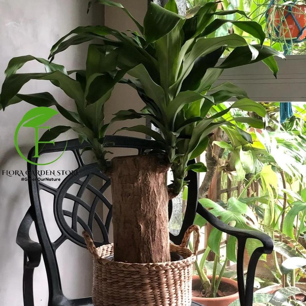 Tanaman Hias Bibit Dracaena Fragrans / Dracaena Fragrans / Indor plant