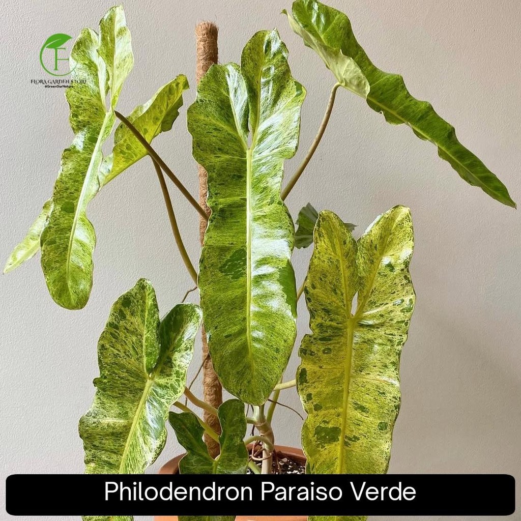 Philodendron Paraiso Verde Tanaman - Philo Paraiso Verde