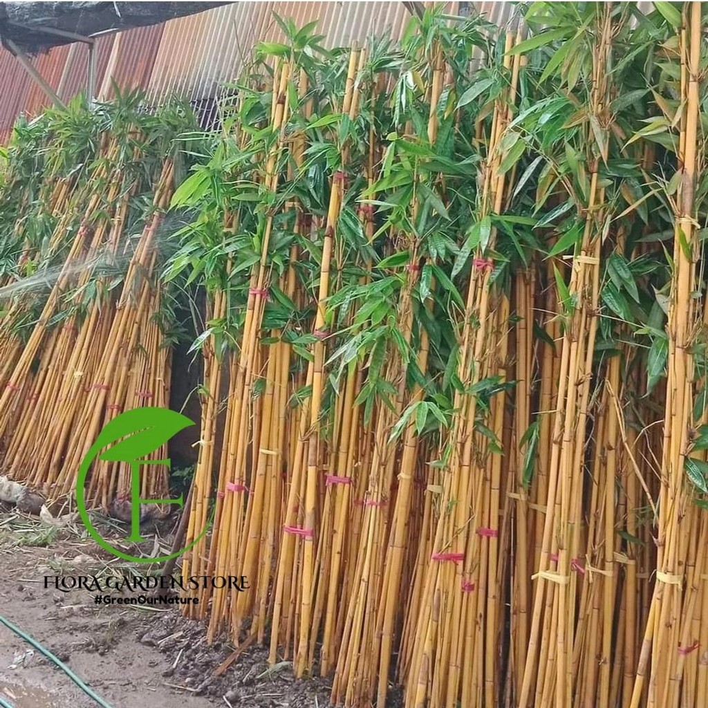 Tanaman Hias Pohon Bambu Kuning / Pohon Bambu Panda / Pohon Bambu Panda Kuning Per Batang