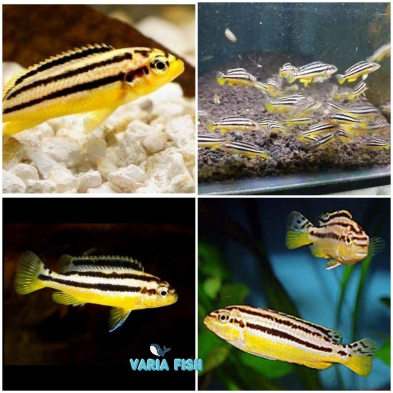 Ikan Hias Air Tawar Cichlid Niasa PAKET ISI 4 Cerah Lincah Hobi Aquarium Aquascap Termurah Bandung