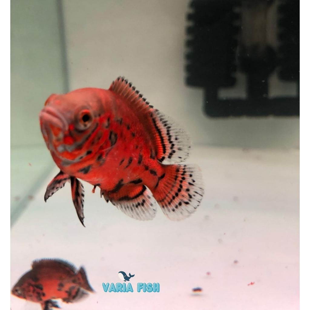 Oscar Leopard 7-8 cmOscar Tiger albino/Oscar black Tiger/Nemo slayer/Nemo albino/Oscar warna berkual