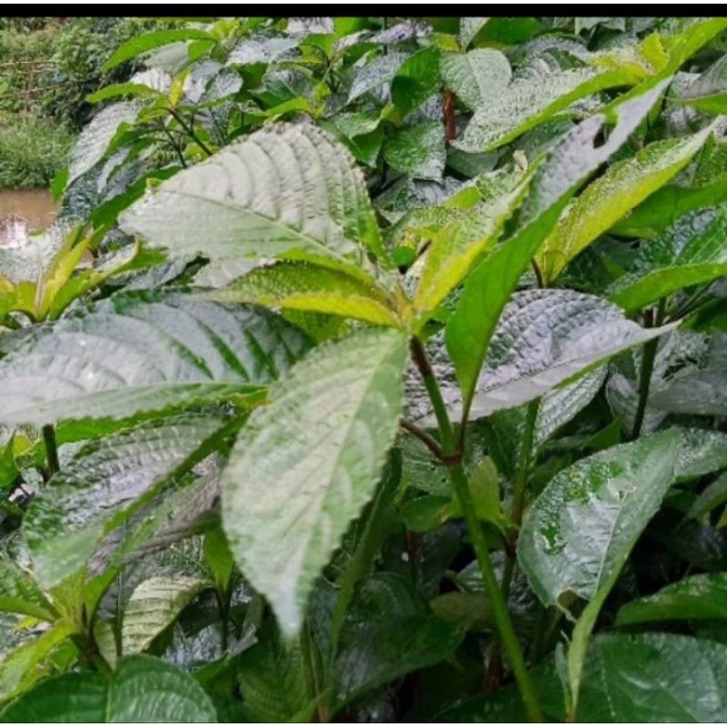 

pecah beling /keji beling-1kg Herbal COD