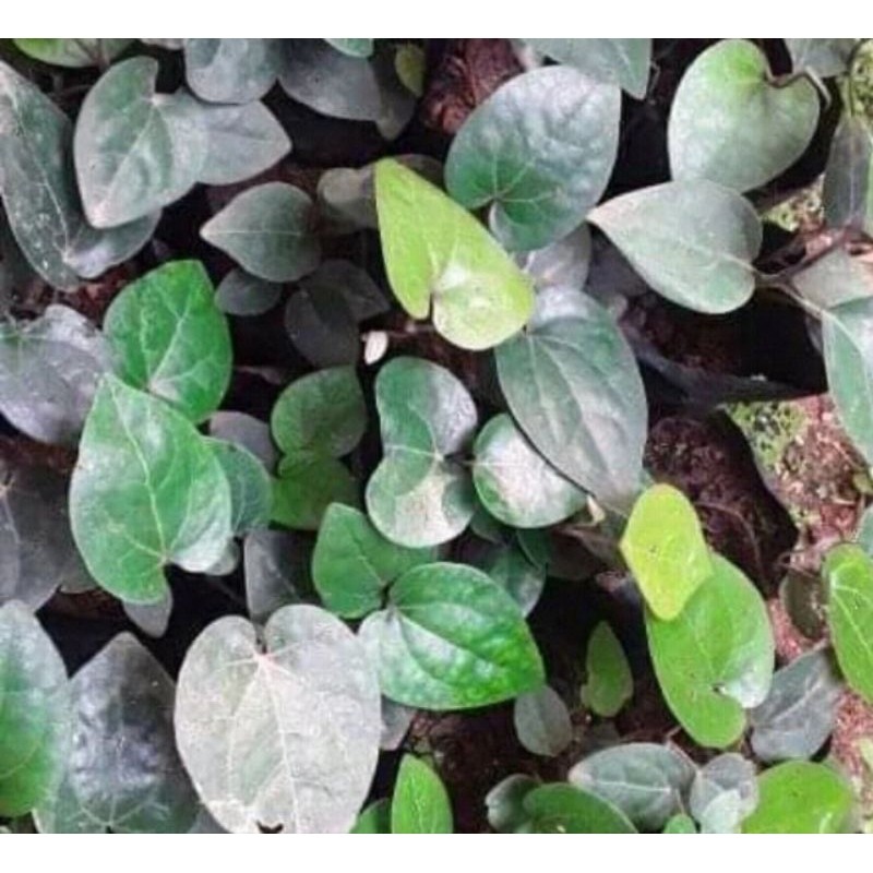 Bibit kemukus super berkualitas Herbal COD