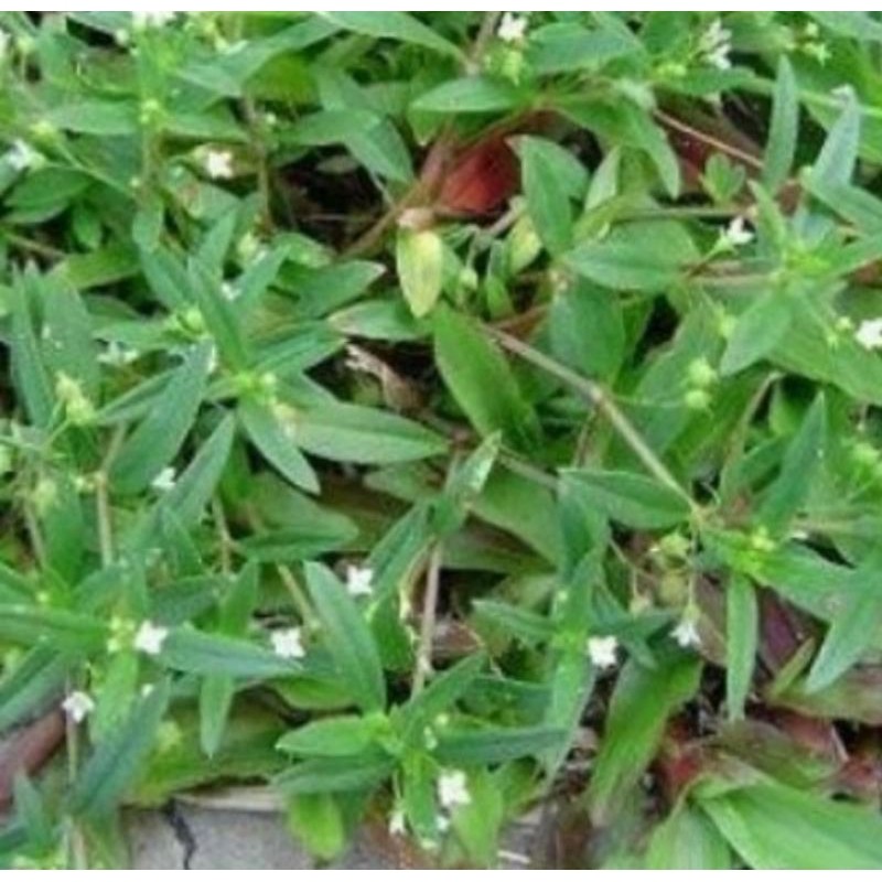 

Rumput mutiara segar Anti kangker, untuk herbal (per 100,Gram ) Herbal COD