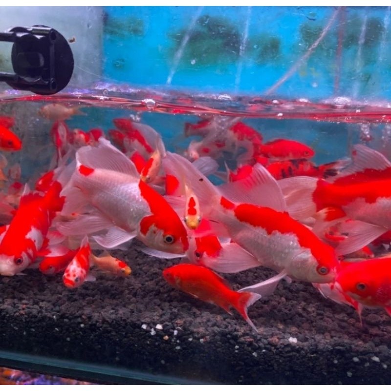 Hiasan  Mas Komet Slayer Besar 10-15 Cm  Komet Size 15Cm Komet Merah Putih