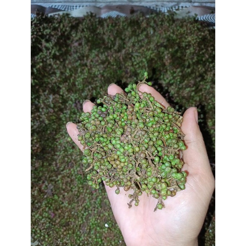 

Andaliman 1 Kg