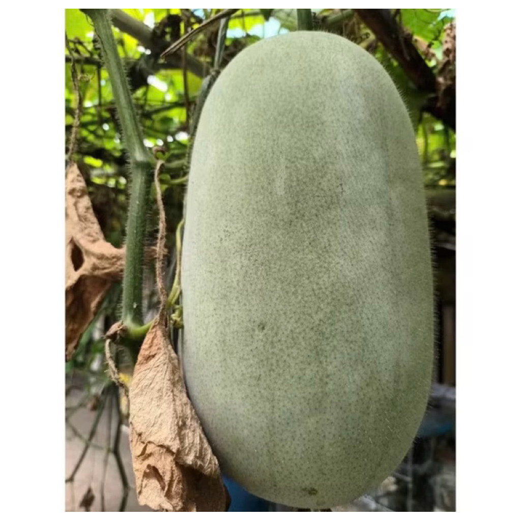 

1,5 kG Buah Bligo/Kundur Frees Baru Di Petik