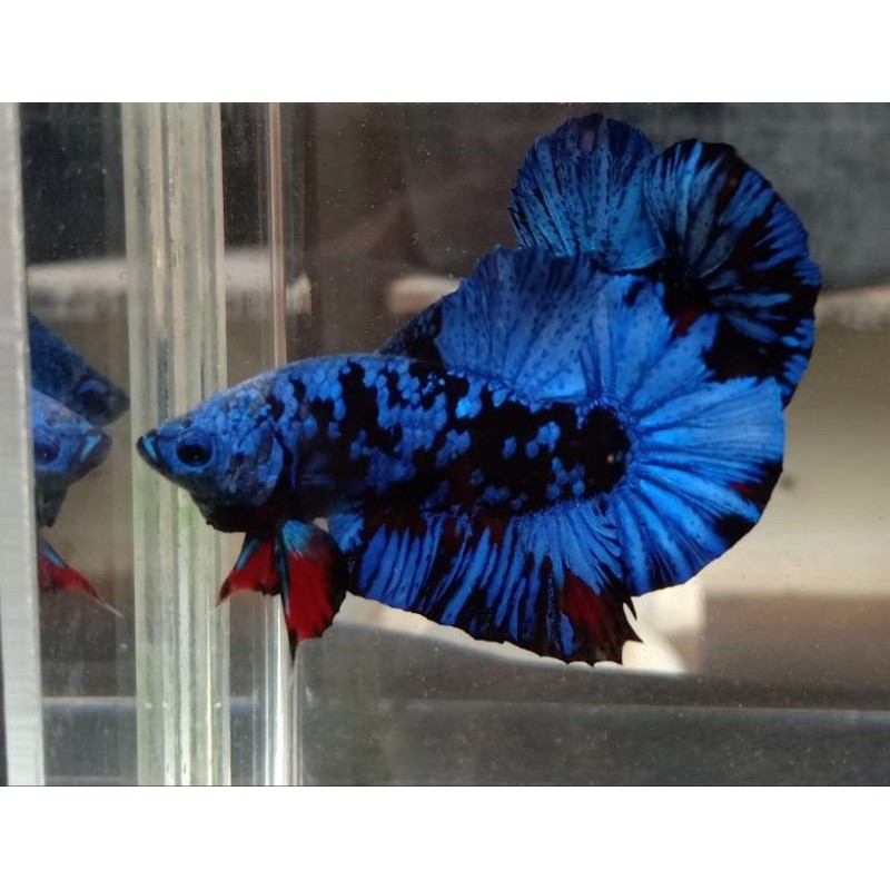 Hiasan cupang avatar