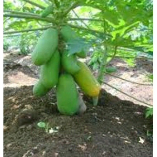 105 Biji Pepaya kalina Kalifornia benih California betina  bukan gantung