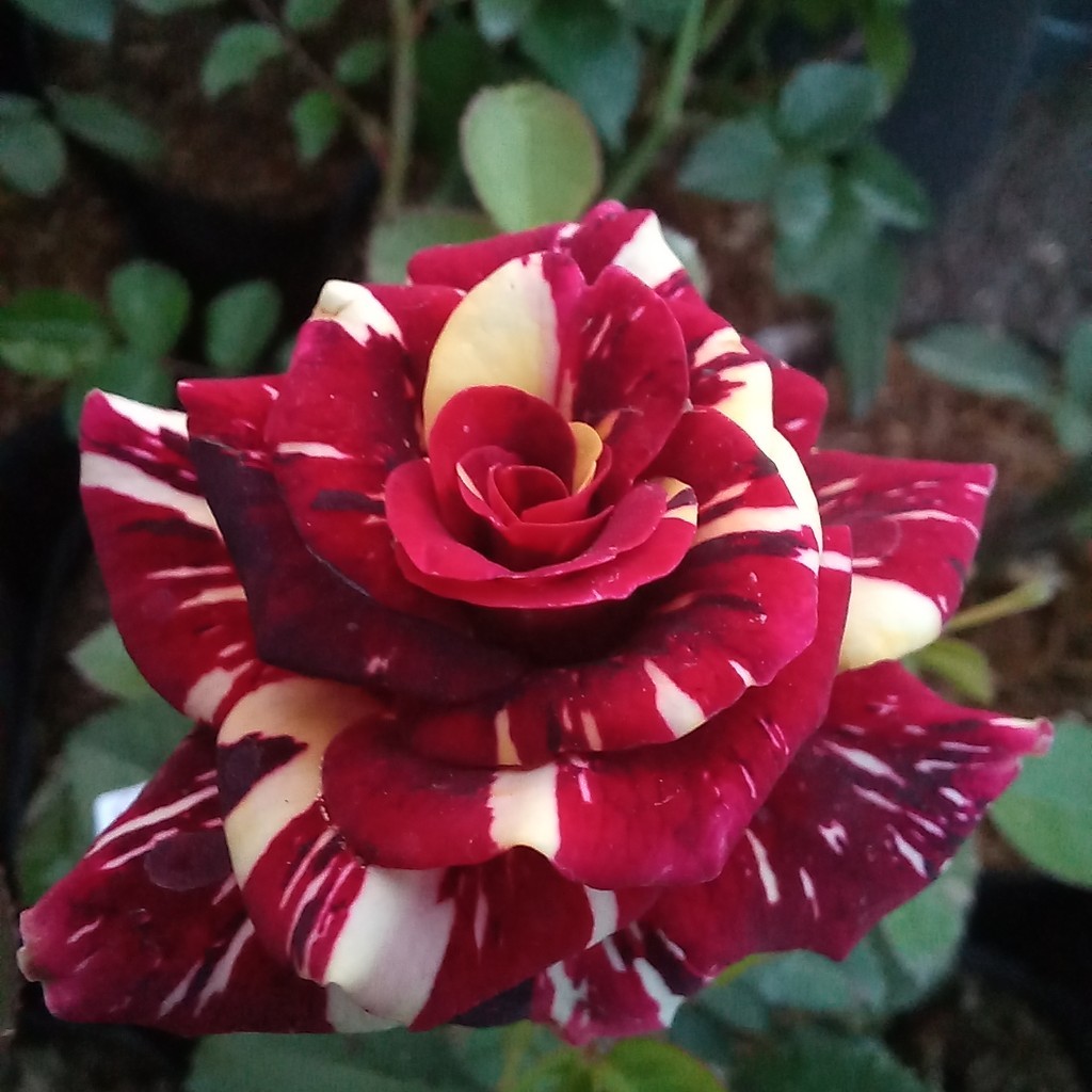 Tanaman Hias Hidup Indukan Mawar Batik Merah