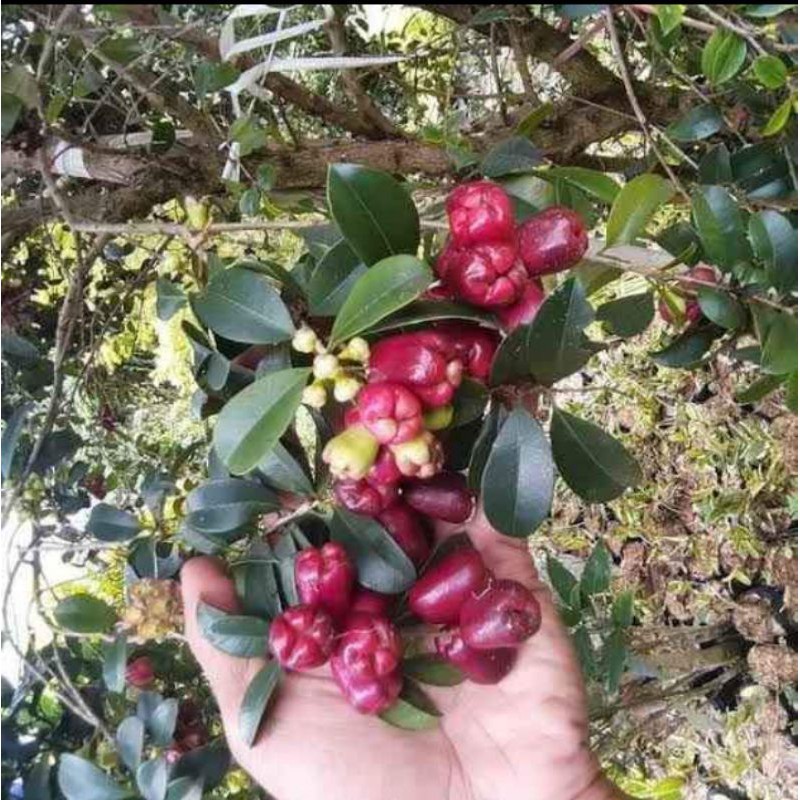 BIBIT JAMBU LILI PILY BERBUNGA