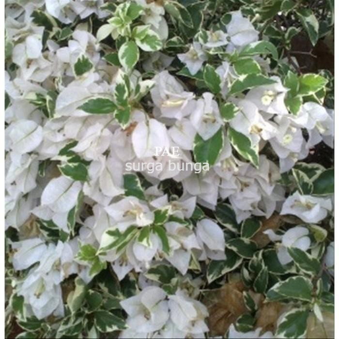 Tanaman Bunga Bougenville Singapura Putih