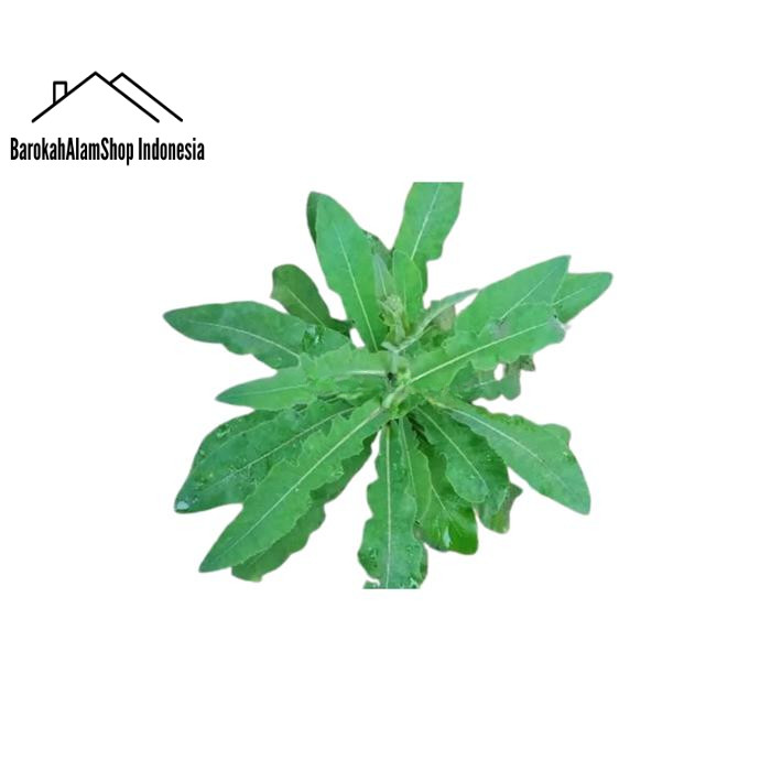 

Daun Tempuyung Segar 1 Kg Herbal Gempur Batu