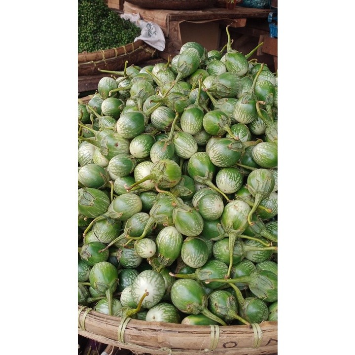 

Terong Bulat Terong lalap murah Bandung