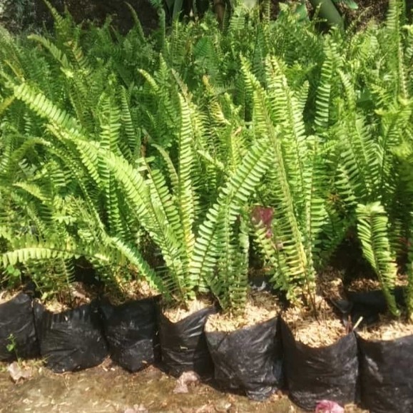tanaman pakis kelabang - tanaman vertical pakis kelabang - pakis
