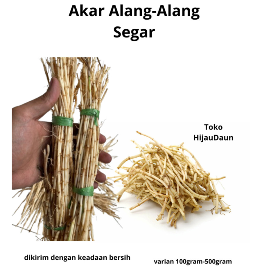 

Akar Alang Alang Segar 500gram ilalang alang alang