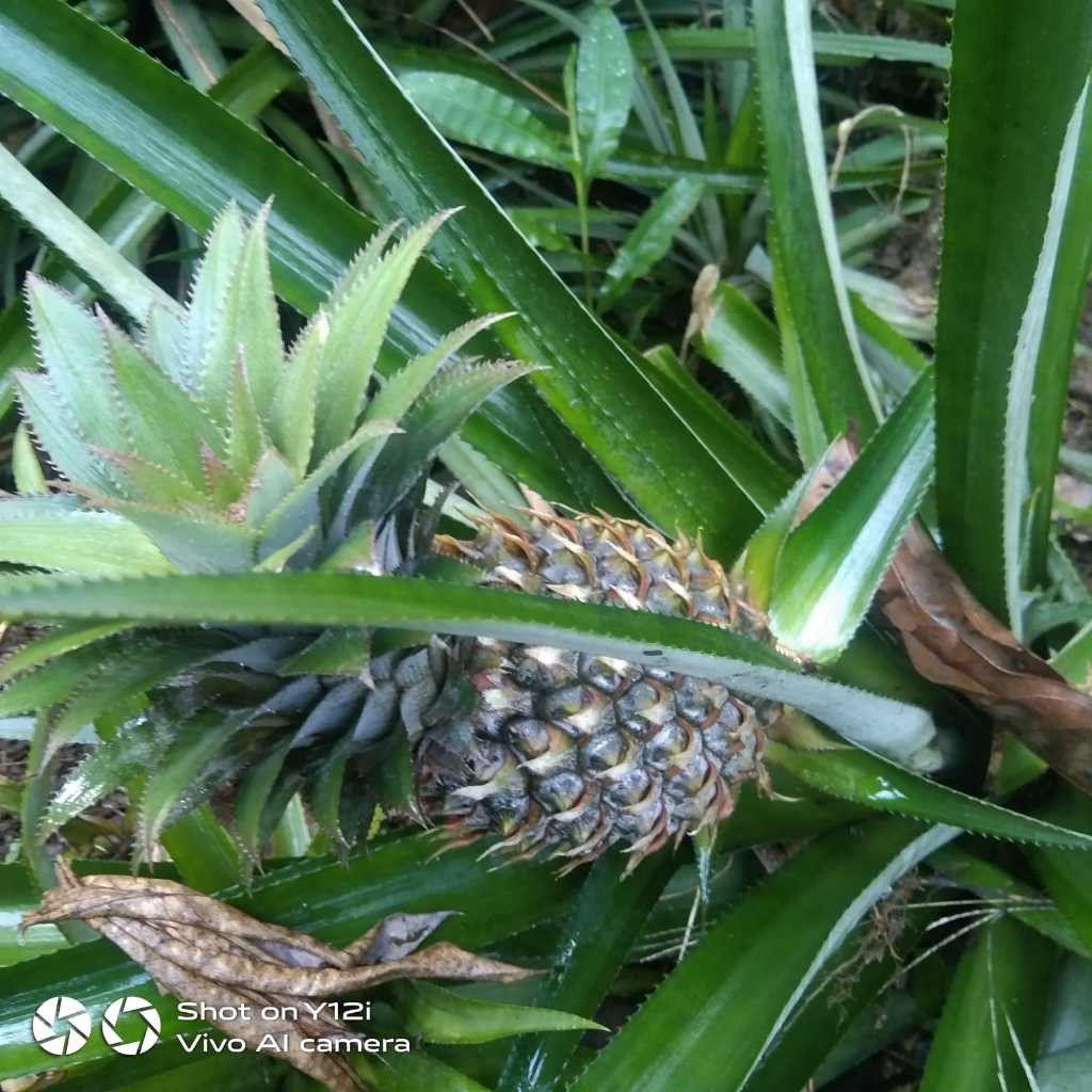 

[COD] Buah Nanas Muda Asli Segar Baru Petik