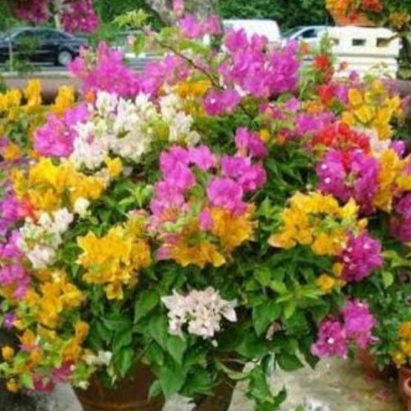 Bogenvil 3 warna