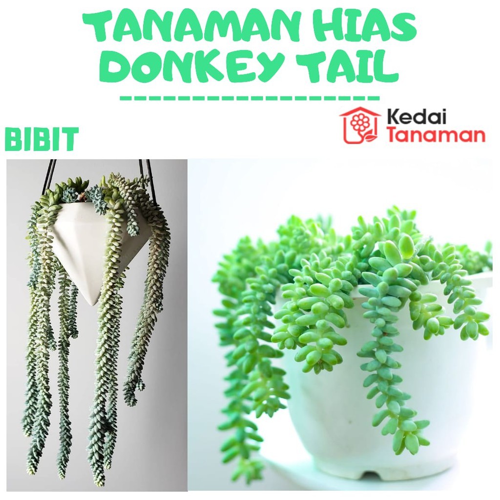 Tanaman Hias Donkey Tail - Tanaman Air Mata Bunda
