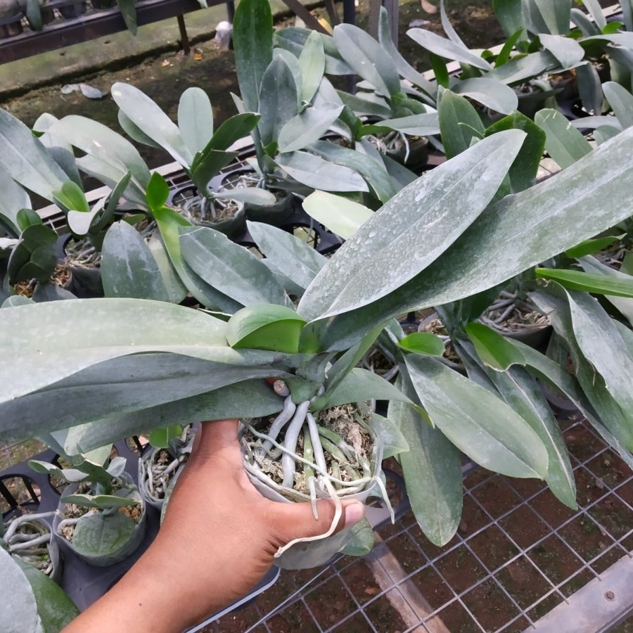 anggrek bulan dewasa sedang promo