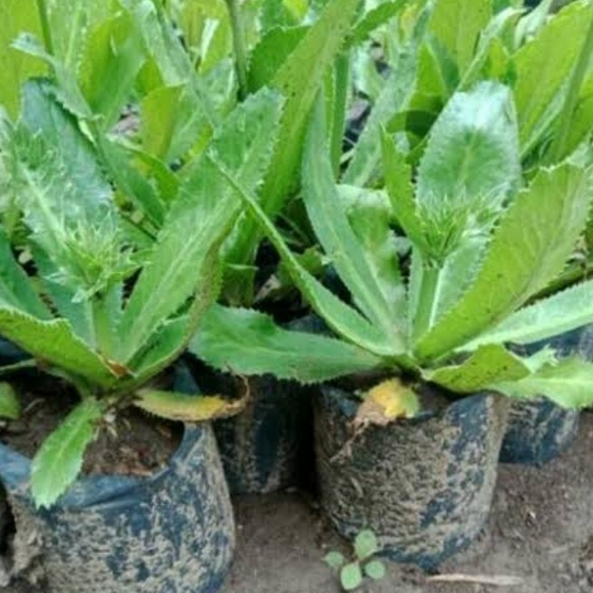 

Ready stok New Bibit Tanaman Walang Sangit Bibit Tanaman Daun Walang Sangit Umpan