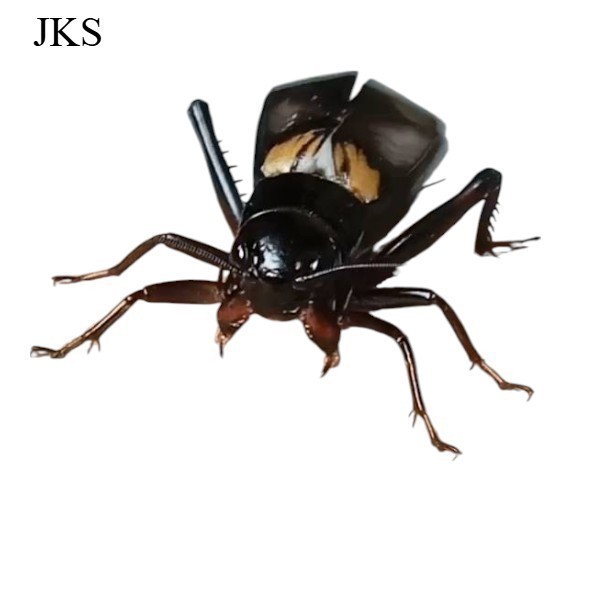 JANGKRIK ( SUPER BESAR ) ukuran besar JKK jangkrik aduan ukuran jumbo ,