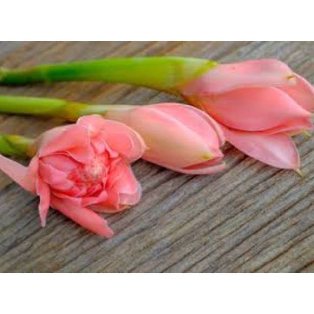 

Bunga Rombeh / Comrang / Kecombrang Honje Segar 100gr