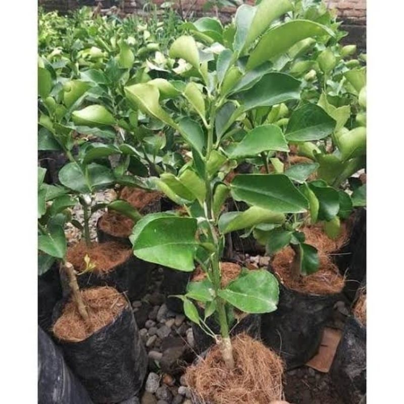 bibit jeruk bali madu