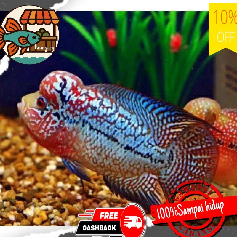 Hiasan aquarium A Burayak lohan kamfa x gb 3-8cm f1 louhan bonus pakan | kebutuhan aquarium BELI10BO