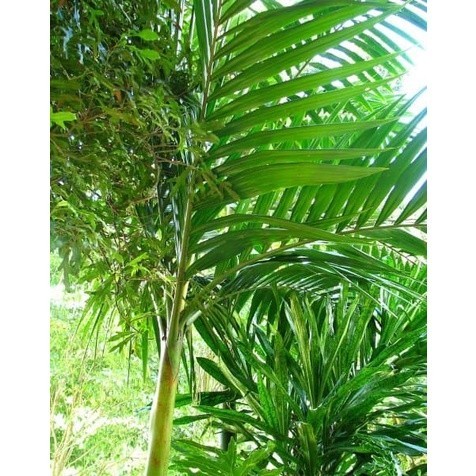 

Daun Pinang atau daun jambe Segar 500 gr PROMO TERMURAH