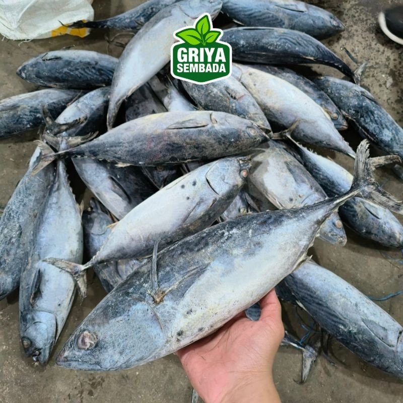 

Ikan Tongkol Batik 10kg Griya Sembada