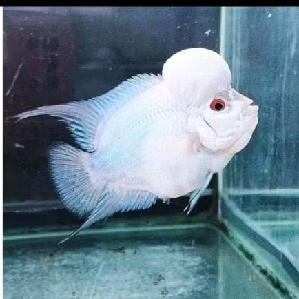 Terbaru Burayak Louhan Lohan Thaisilk Platinum White Calonn Bhoom Head VIp 3 cm