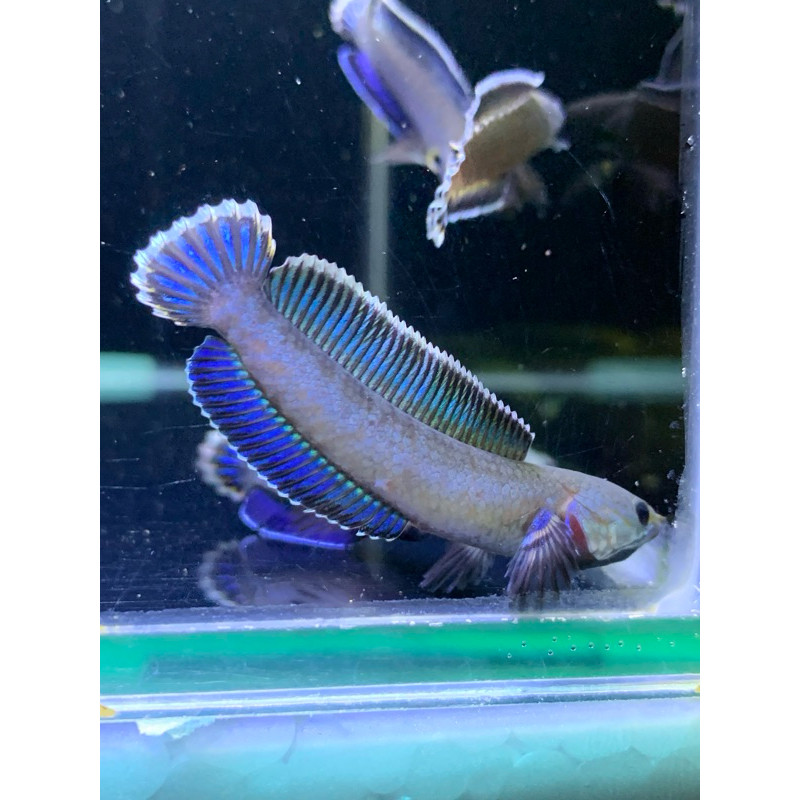 Andrao kwalitas 5-7 cm