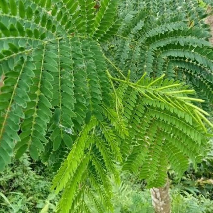 

daun Kedawung segar ready stok siap kirim berat bersih 250gr d petik pas orderan masuk