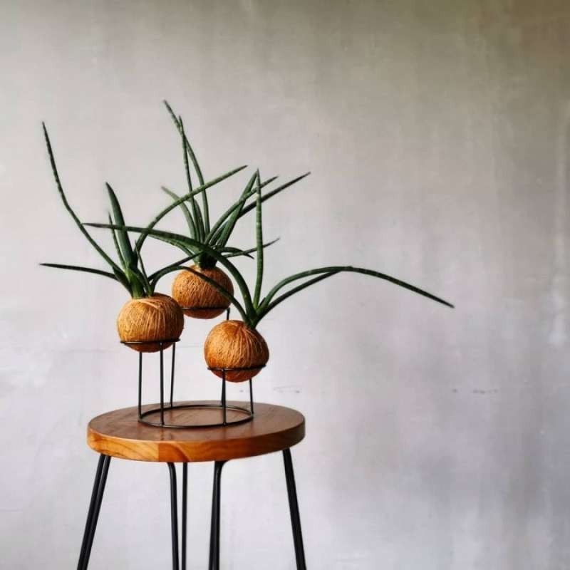 Kokedama - Sansevieria Fernwood Mikado