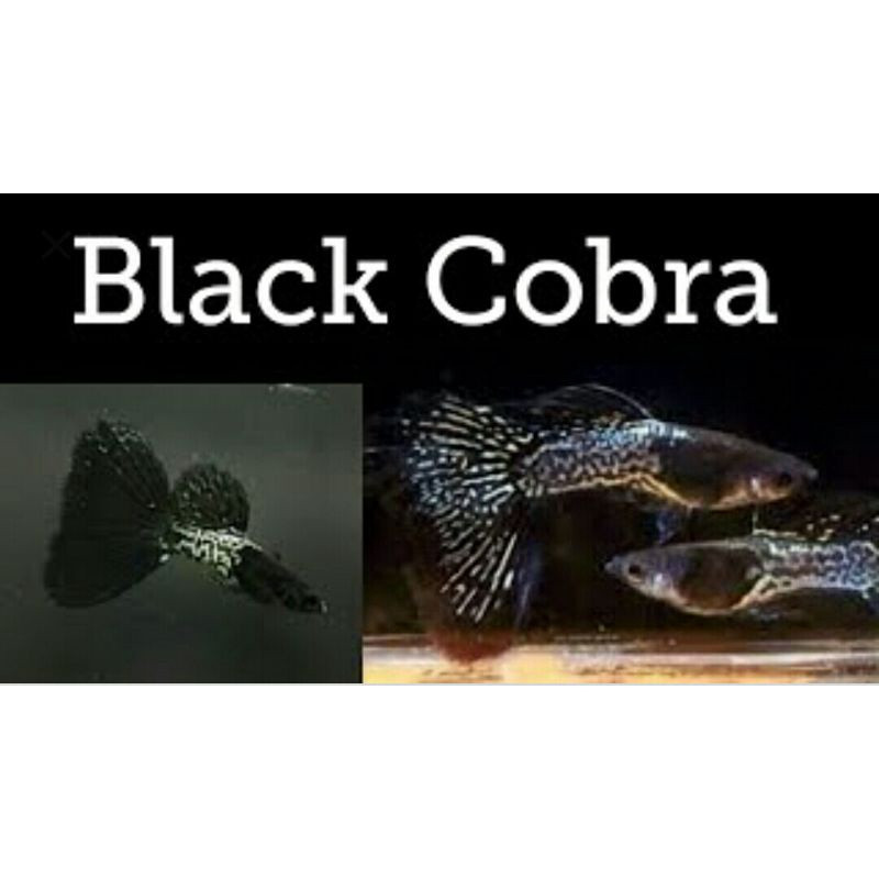 Ikan Hias Guppy Black Cobra Ikan Hias Aquarium Air Tawar Aquascape