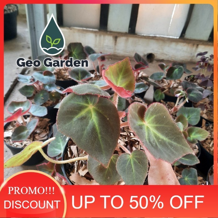 begonia karpet tanaman hias begonia karpet merah