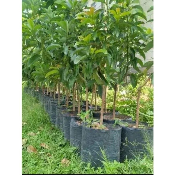 BIBIT ALPUKAT MARKUS JUMBO BUAH TEBAL INDUKAN UKURAN 1,5 METER SIAP DI BUNGAKAN COCOK DI TARUH DI DA