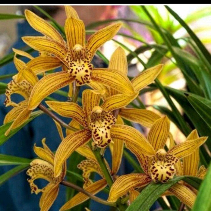 Anggrek Cymbidium Chen Ruby