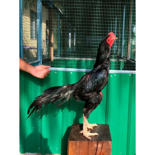 PAKHOY BLACKBULL TELUR FERTIL. SPESIALIS NGECEM BADAN.