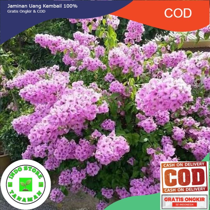 PROMO BOUGENVILLE BUNGA TUMPUK JENIS DOUBLE PURPLE (COD)