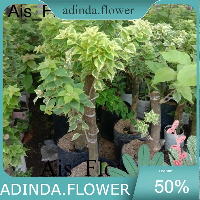 Bugenvil Singapur  warna (BATANG BESAR)/ Bougenville Singapur stek