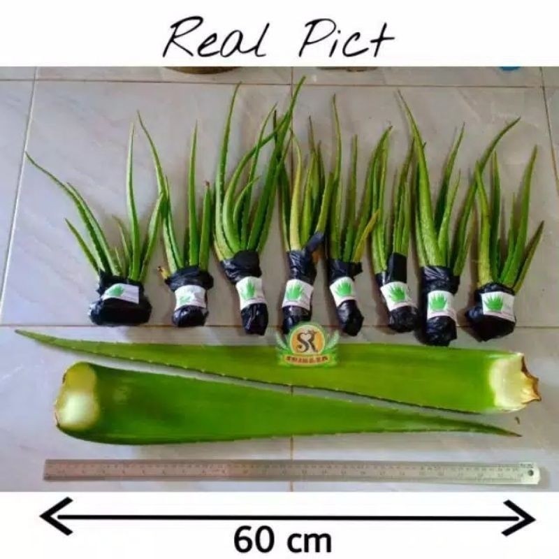 BIBIT TANAMAN LIDAH BUAYA JUMBO ( lidah buaya pontianak )