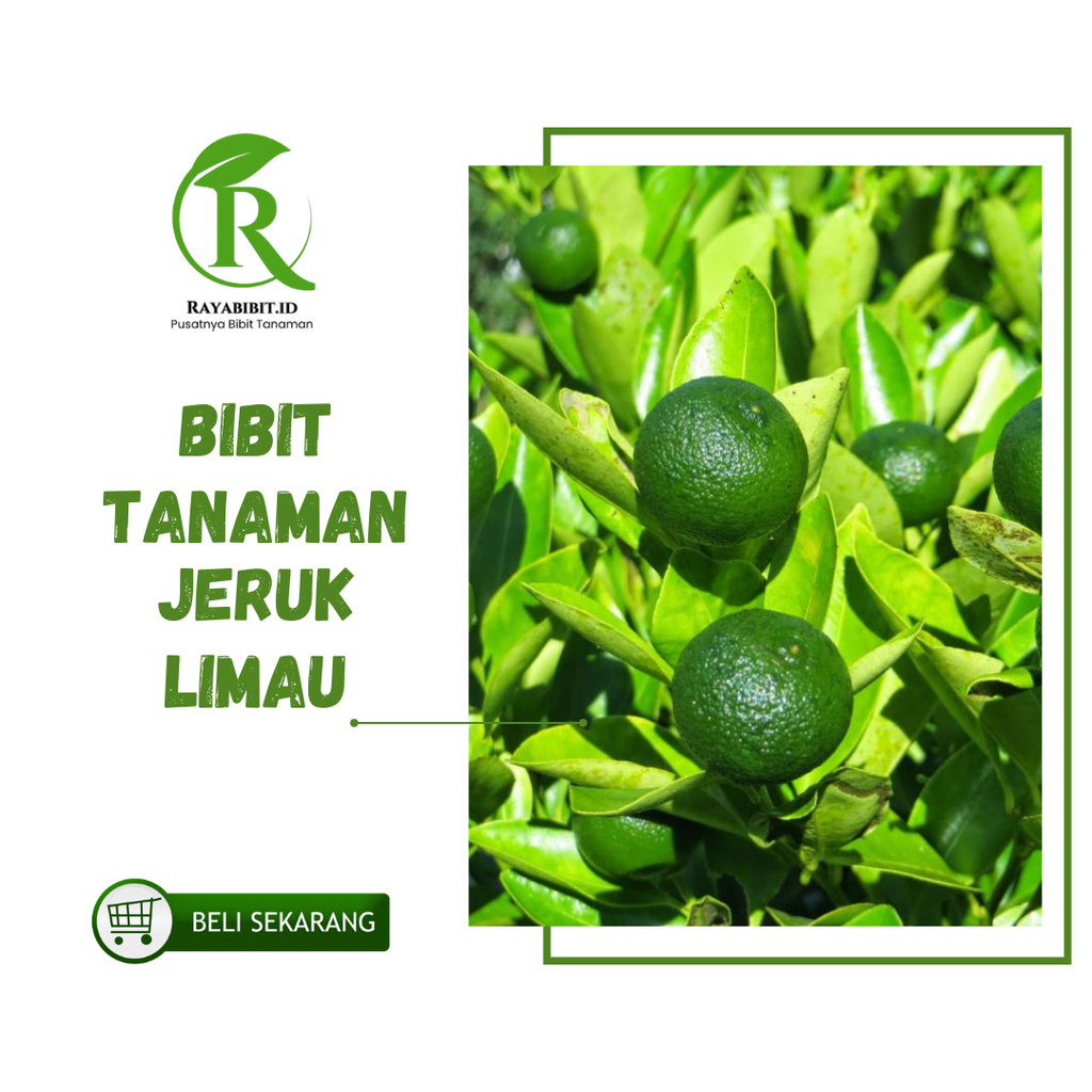 Bibit Jeruk Limau/jeruk sambal jeruk sambal atau jeruk limau