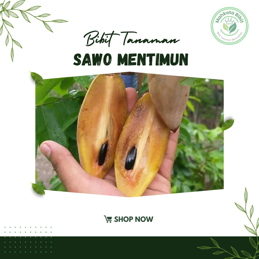 Bibit Tanaman Buah Sawo Mentimun sawo mentimun okulasi