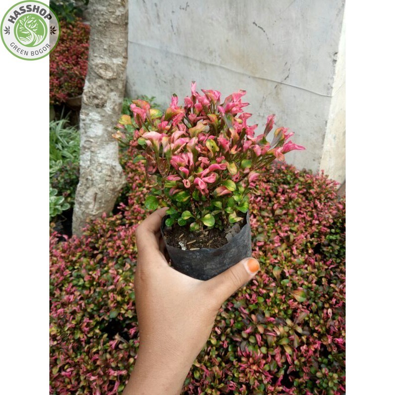 Krokot Merah Super Murah