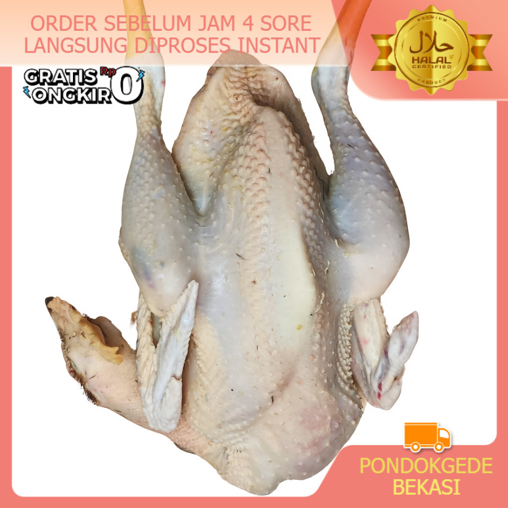 

PROMO Ayam Kampung ASLI FRESH MUDA Request Ukuran & Potong BB Besar - Kecil Murah Segar BUKAN FROZEN