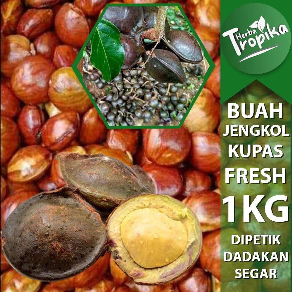 

Buah Jengkol Super Segar 1 kg Sudah dikupas toko herba tropika